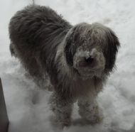 01.12.2010 Rylie the snowdog